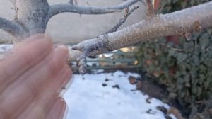 Как на яблоне отличить плодовые почки от ростовых. На ?