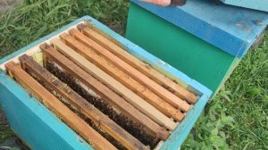 Что лучше для пасеки КАРНИКА ИЛИ БАКФАСТ как ПОДОБРАТ?