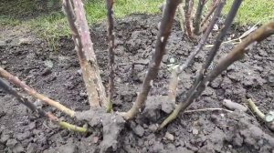 19 марта 2024_ Розу Декор Арлекин придется срезать почти ?