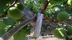 Прививка абрикоса Крымский Амур и Медиабель прижилас?