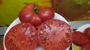 Новинки томатов 2023 года. Томат Малиновый урожай - мяси?