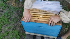 Отводок на маточник