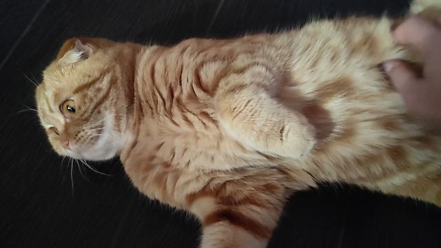 Вам пушистые приветы от любимуш😸 смотреть онлайн