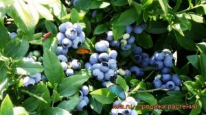 Голубика высокорослая Патриот (patriot) 🌿 обзор: как сажа