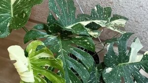 Комнатные Растения. Монстера Тайское Созвездие ☘️☘?