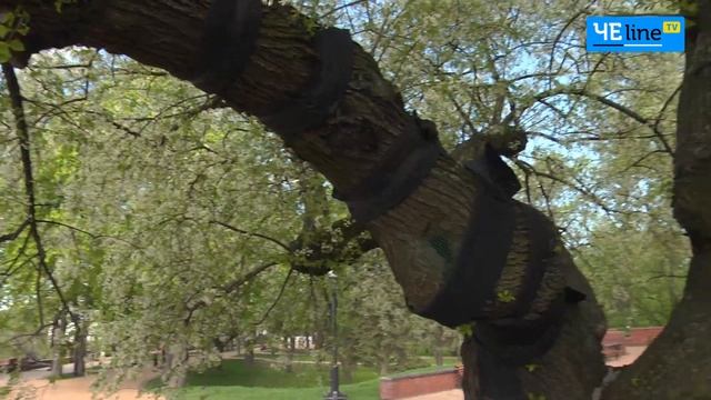 У Чернігові розквітла вікова красуня – вишня-антипка