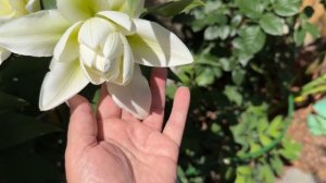 Лилии в саду 🌺🌿🌺🌿🌺 4 июля 25г🌿Белая Близзард🕊️к