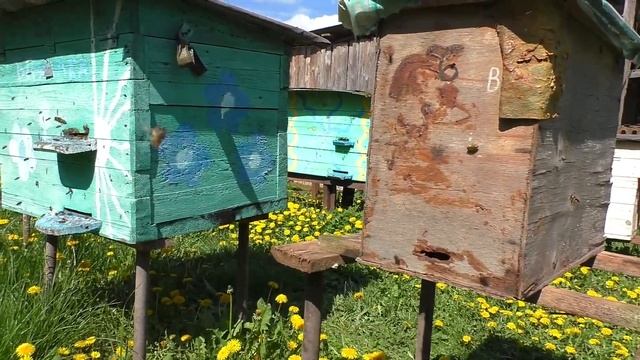 Что будет если переставить пчёл ночью? Перенёс улей на смотреть онлайн