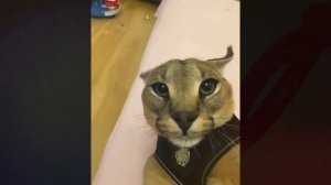 Песня Клип СТРАШНЫЙ ШЛЁПА Rasa - Пчеловод ПАРОДИЯ / CREEPY FLO