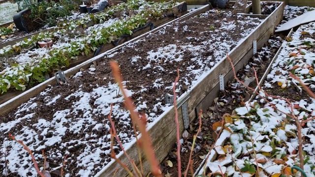 Укладываю контейнеры с голубикой на бок 2часть.