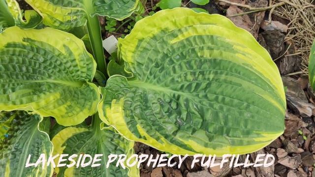 Она великолепная хоста Lakeside Prophecy Fulfilled....#hosta #хоста #ко? смотреть онлайн