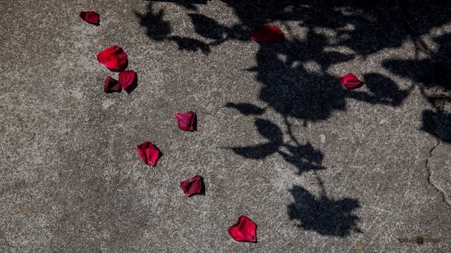 Иван Кучин - Цветет Сирень смотреть онлайн