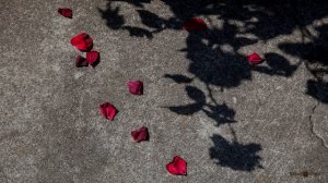 Иван Кучин - Цветет Сирень