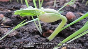 Чечевица (выращивание)