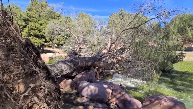 Наталья Грозовская-Упало огромное дерево после урага?