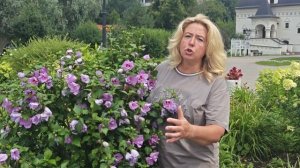 Гибискус сирийский для Подмосковья