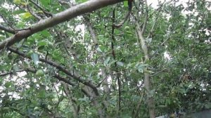 Засыхает яблоня, потрескалась и отваливается ( отходи?