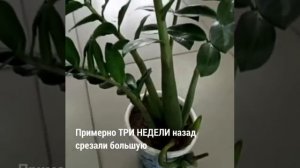 Замиокулькас. Как размножать быстро и просто?
