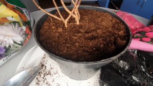 Гортензии из Светофора. Распаковка и посадка.