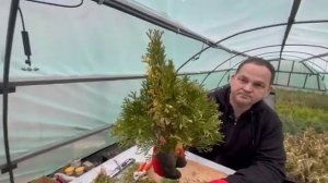 Черенкование туи Смарагд и набивка кассет подготовле?