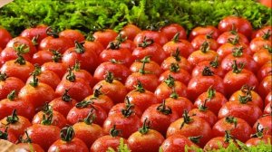 Выращивание помидоров в теплице зимой как бизнес идея