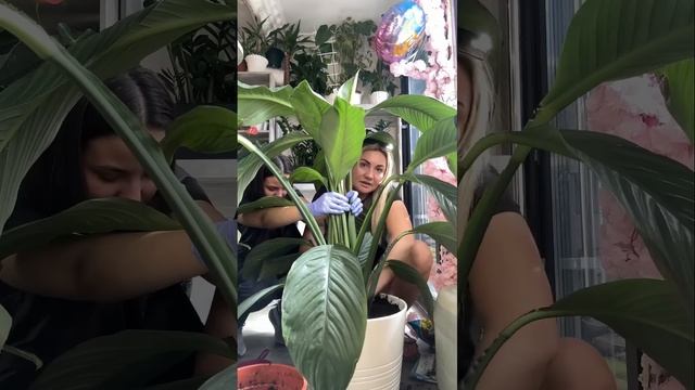 2 частина)) Пересадка квітів Полтава 095-24-966-08 Анжеліка