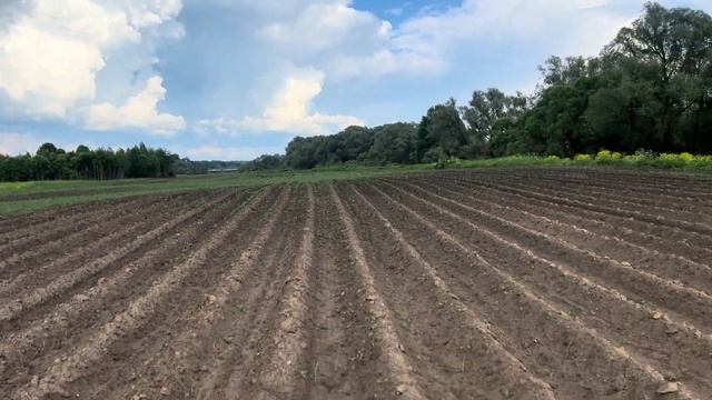 ОКУЧИВАНИЕ КАРТОФЕЛЯ 2024! МТЗ 82