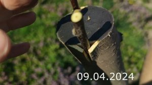 Прививка Яблони Весной наглядно