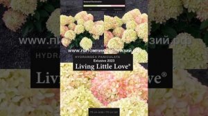 Новинки Гортензии 2025 года