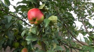 Яблоня РЕДФРИ на 05.09.2023г.