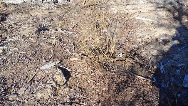 Голубика.апрель 2020.черный торф.мульча.и др. смотреть онлайн