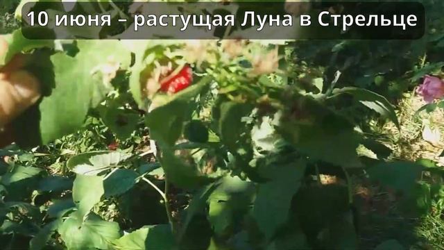 🍅ЛУННЫЙ ПОСЕВНОЙ КАЛЕНДАРЬ НА ИЮНЬ 2025 🌕 LUNAR SOWING CALENDAR