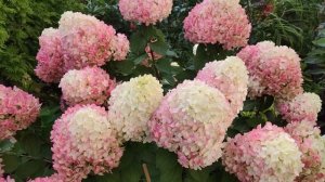 ОБЗОР МЕТЕЛЬЧАТЫХ ГОРТЕНЗИЙ  СЕРИИ ПАН и другие