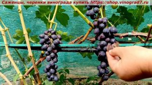 Виноград 3.08.2025 г. Кишмиш Спокуса, раннего срока созрев?