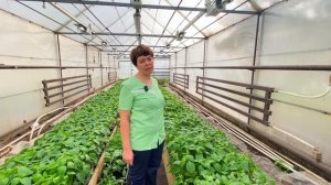 Деформация листьев у перца #ШПС № 127