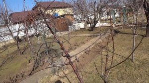 ОБРЕЗКА МОЛОДЙ СЛИВЫ и ЧЕРЕШНИ. Формируем крону стары?