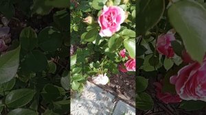 Герцогиня Фредерика , баронесса , пепино  . Розы .