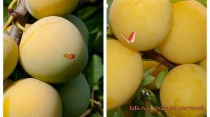 Слива обыкновенная Ренклод колхозный-Восход 🌿 обзор: