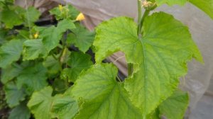 ХЛОРОЗ ОГУРЦА. Недостаток ЖЕЛЕЗА Огурцам. Желтеют ЛИС?