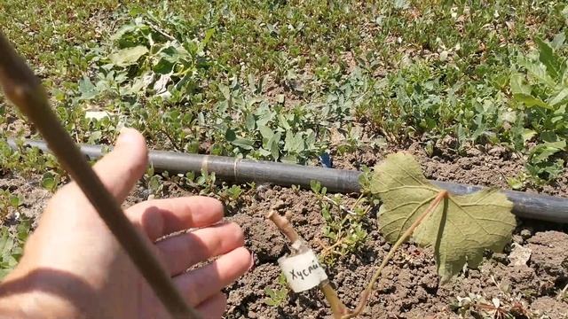 Почему почки на прививке не идут в рост / Итог поздней ? смотреть онлайн