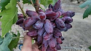 КРУПНОПЛОДНЫЕ ГФ Винограда!!! (Калугин В.М.).