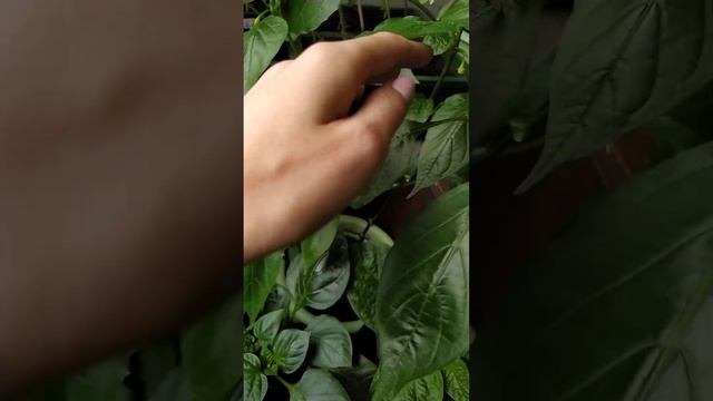 Огурцы выросли на балконе, первый урожай смотреть онлайн