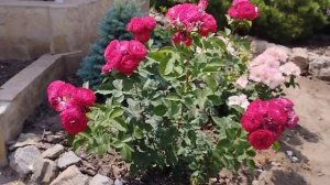 🌹Роза Сувенир д, Эдуард Мобер. (Souvenir d’Edouard Maubert) Шраб