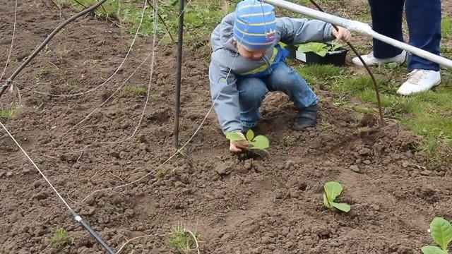«Первомайская высадка табака в грунт – сезон открыт!»