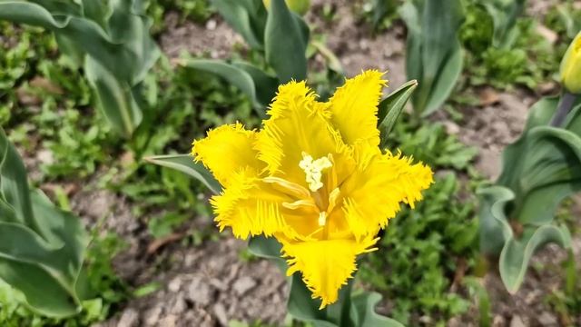 Крым. Парад Тюльпанов 2025 в Никитском Ботаническом сад?