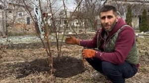 ОБРЕЗКА ЕЖЕВИКИ ВЕСНОЙ