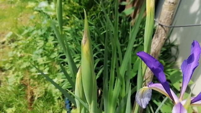 Ирис Спуриа (Iris spuria) - начало цветения 2024 смотреть онлайн
