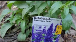 ШАЛФЕЙ. 2 сорта: Пышный фиолетовый, Мучнистый Виктория