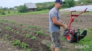 Окучивание картофеля мотоблоком Агат. Сезон 2025