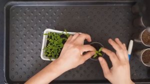 Пикировка пересадка рассады острого перца